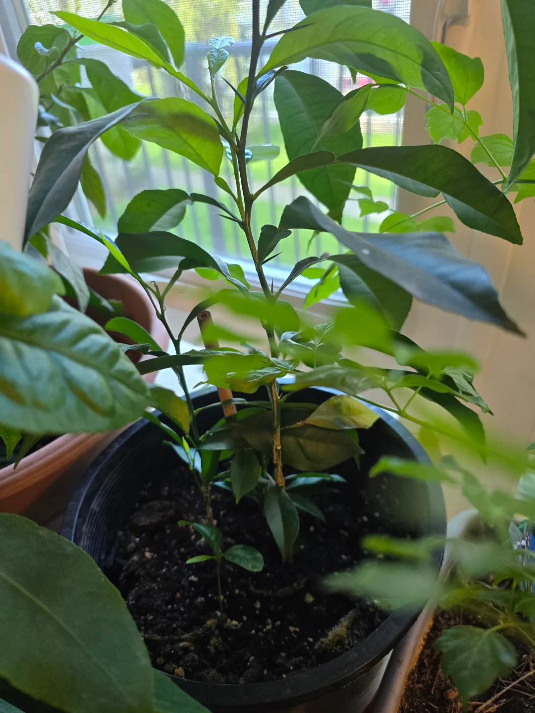 💚Sevilla Orange Tree Sapling thumbnail