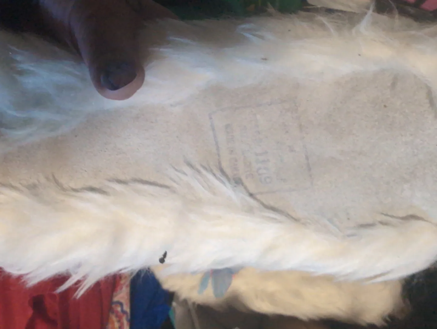 Fuzzy Slippers with Butterfly Detail💚 image indicator(3)