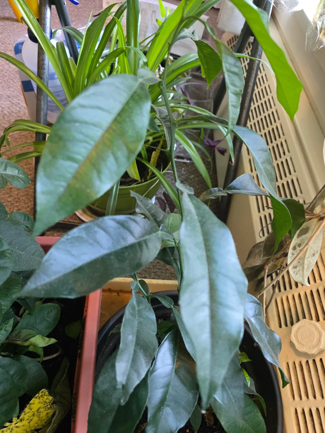 💚Sevilla Orange Tree Sapling thumbnail