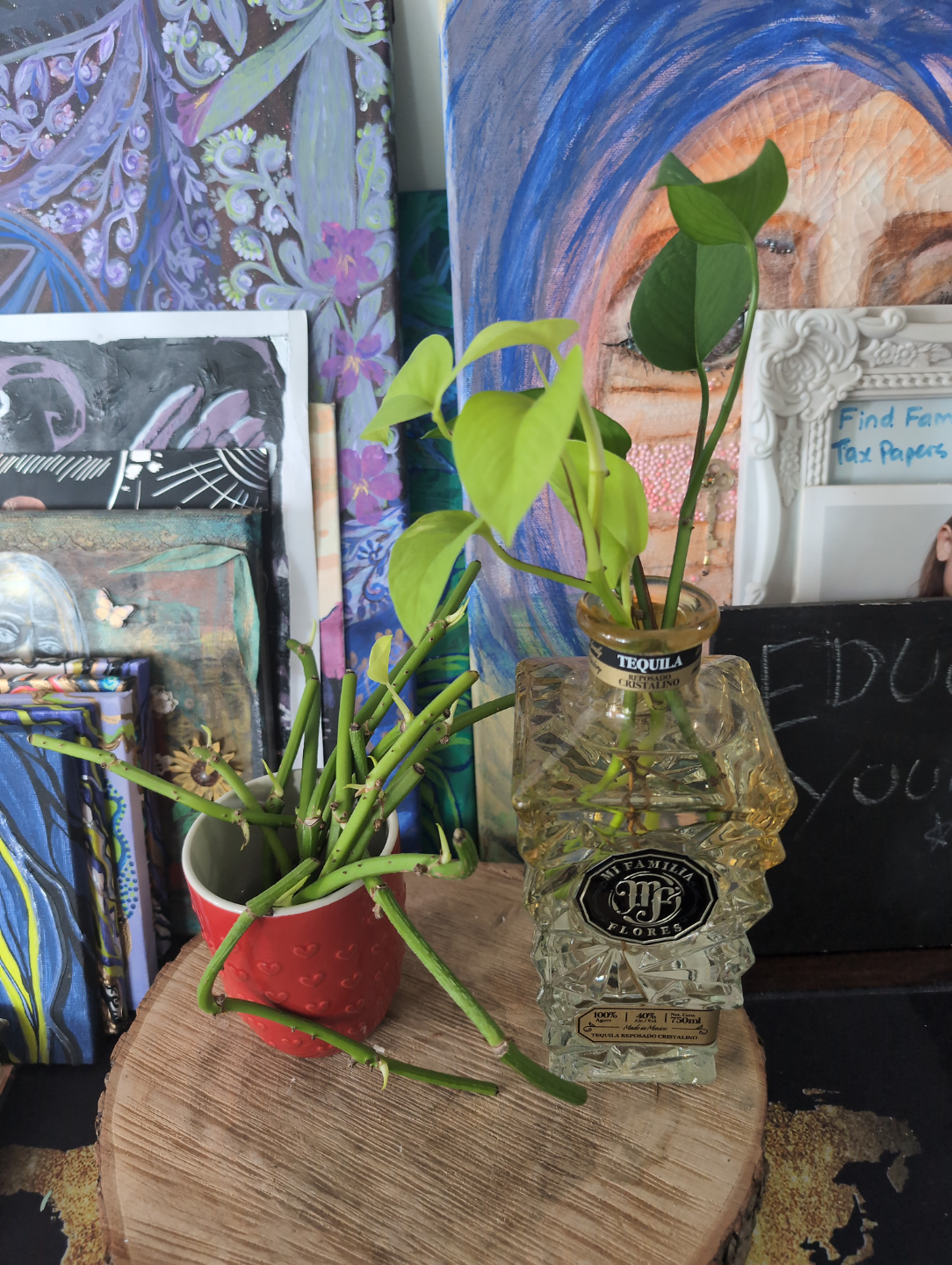 Large Emerald and Neon Pothos Baby Plants