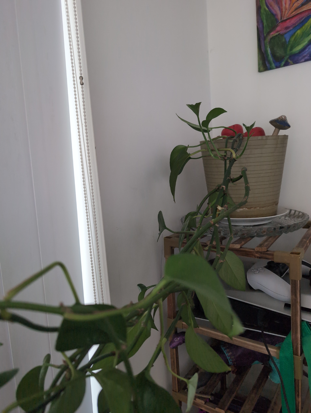 Large Emerald and Neon Pothos Baby Plants - photo 3