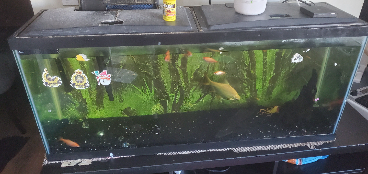 Large Aquarium Tank with Fish - photo 2