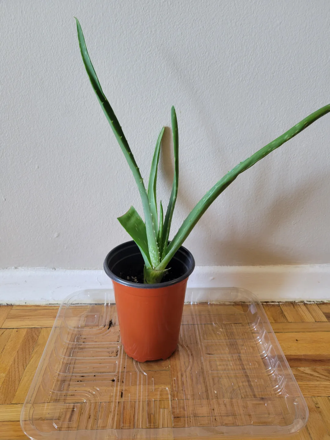 Medium aloe vera thumbnail