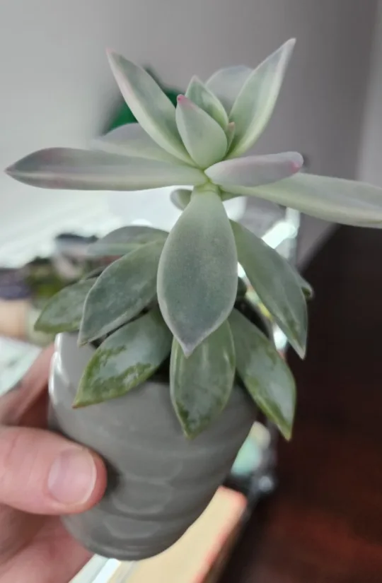 Hybrid succulent plant 💚 image indicator(2)