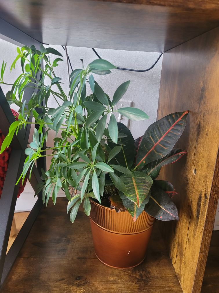 Two potted plants
