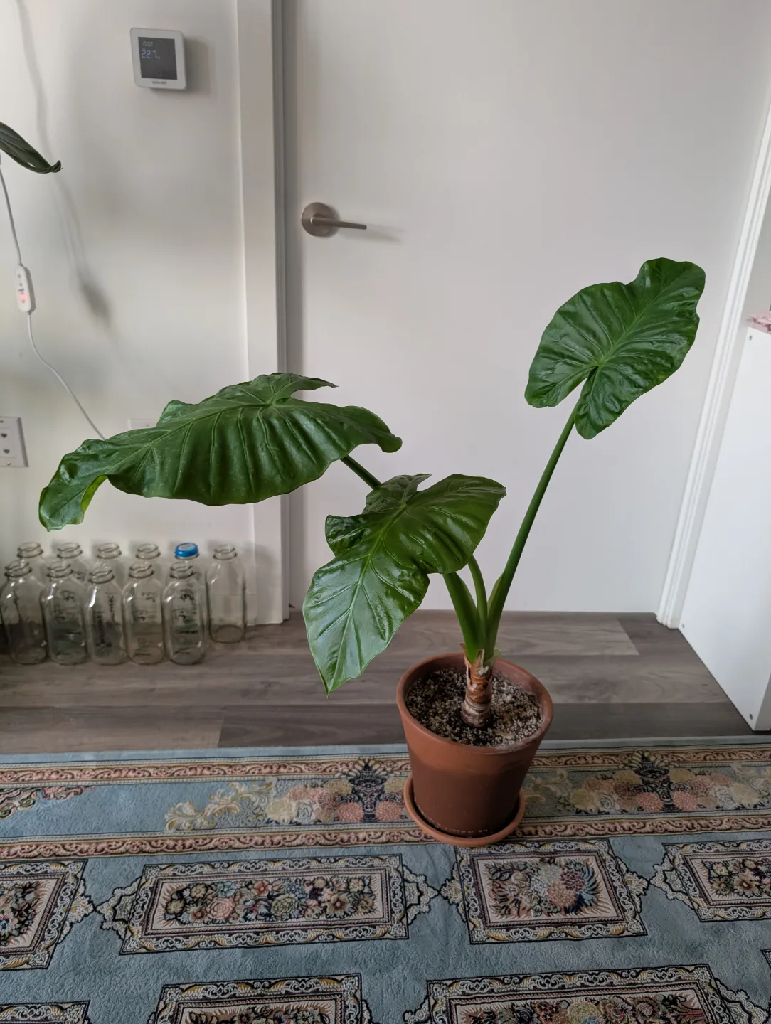12" pot Alocasia Amazonica Plant thumbnail