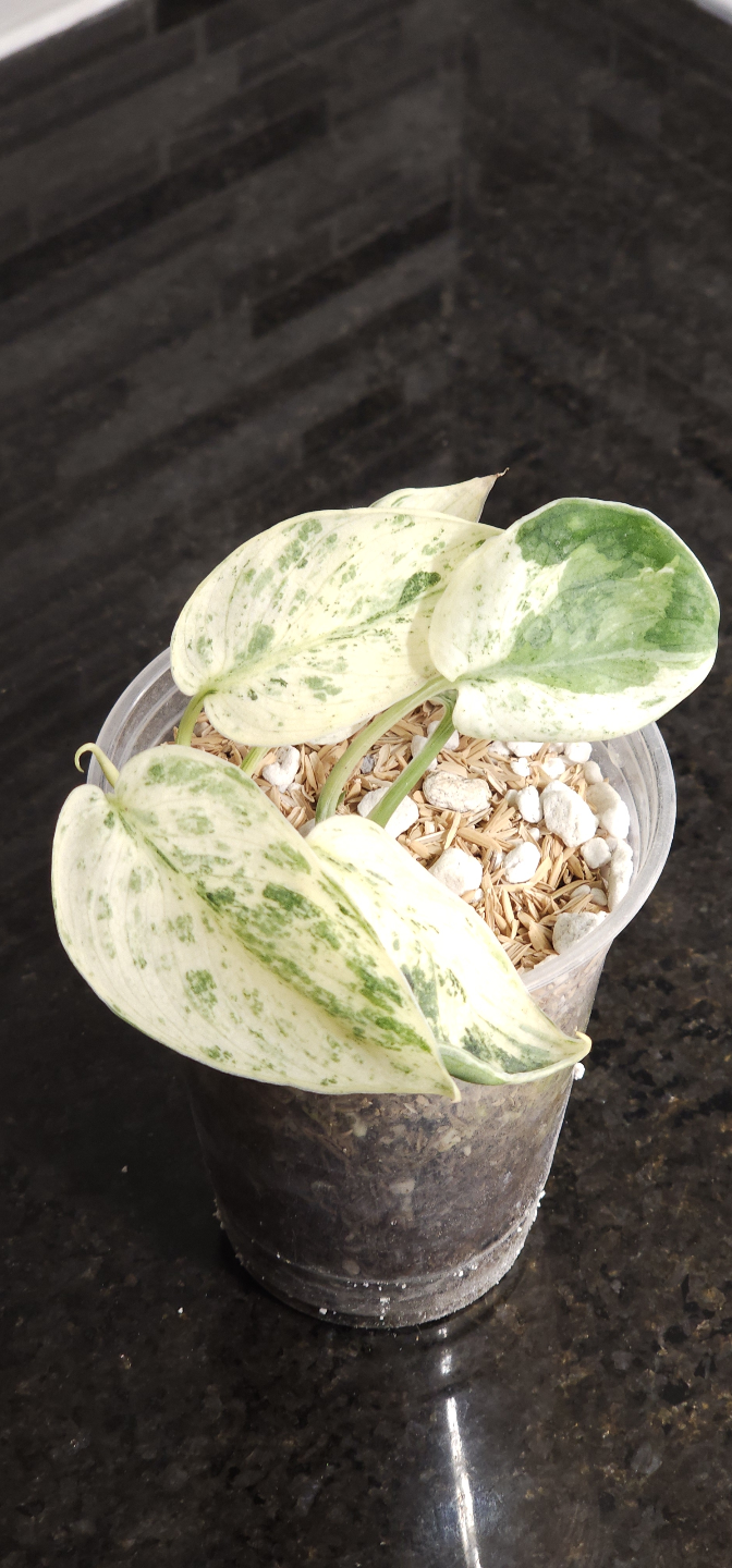 Scindapsus Halimoon