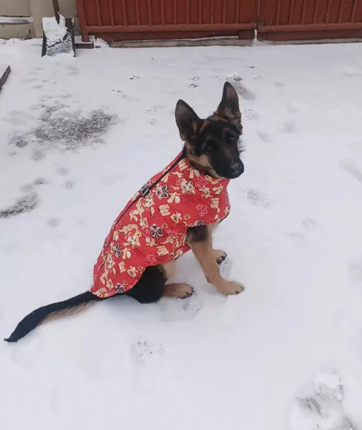 Dog Coat - Red Chinese New Year Design - Size Medium image indicator(2)