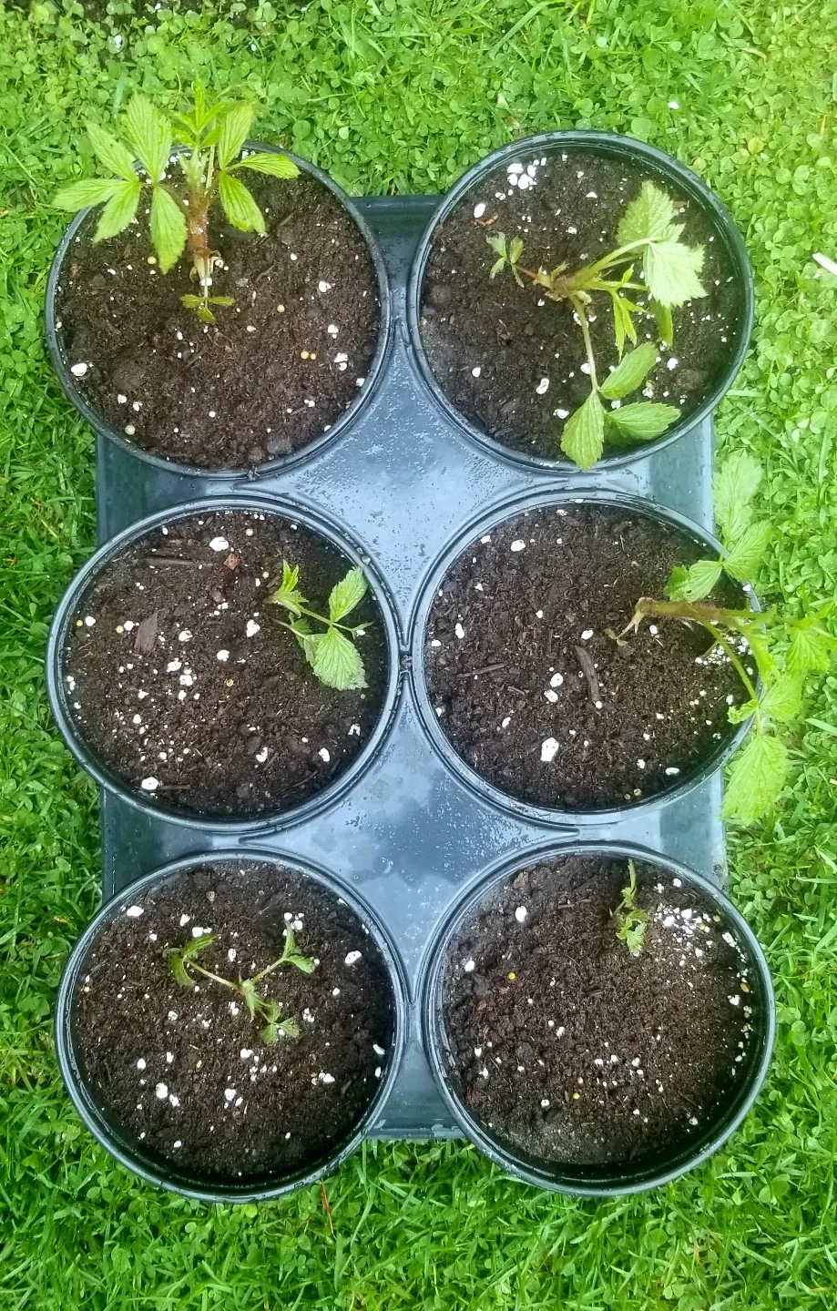 Raspberry Plants image indicator(2)