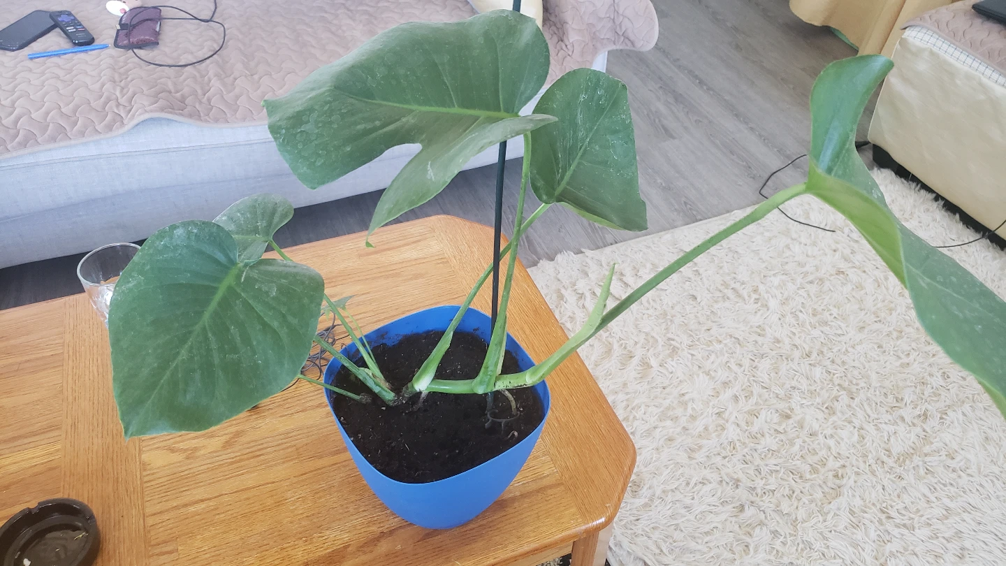 Healthy Monstera Deliciosa Plant