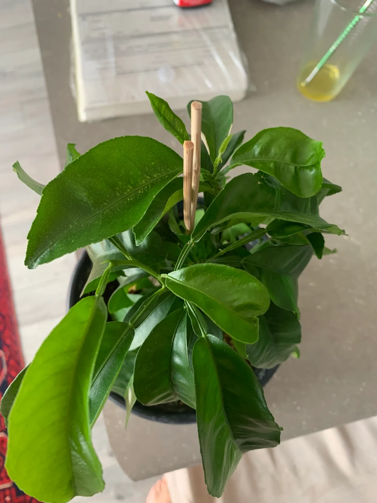 Orange tree image indicator(2)