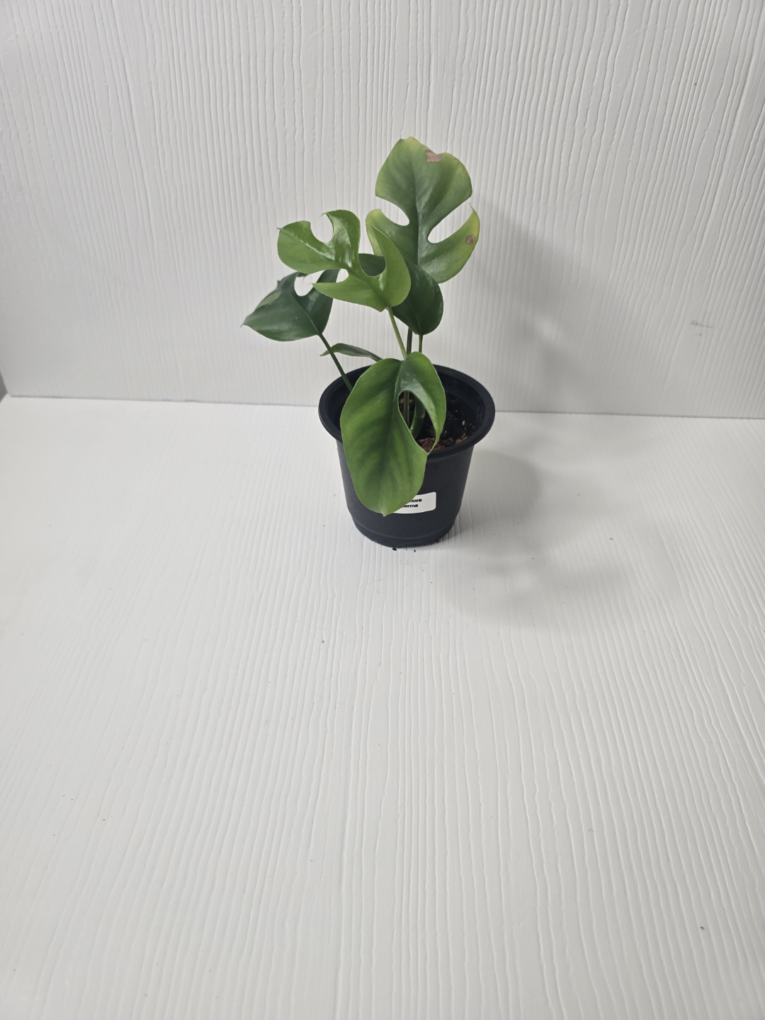 Mini Monstera - photo 2