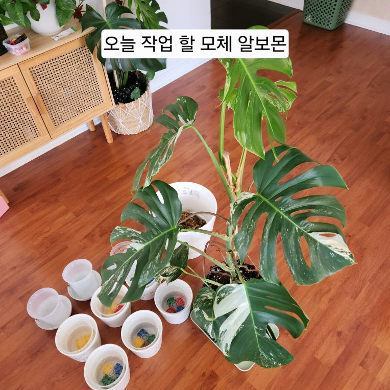 Monstera Albo Cutting – Healthy & Variegated