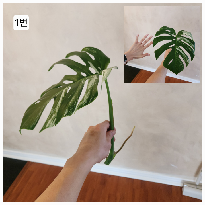 Monstera Albo Cutting – Healthy & Variegated - photo 2