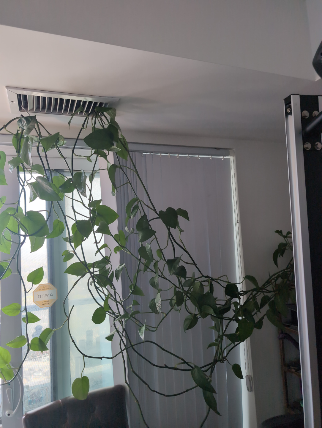 Large Emerald and Neon Pothos Baby Plants - photo 2