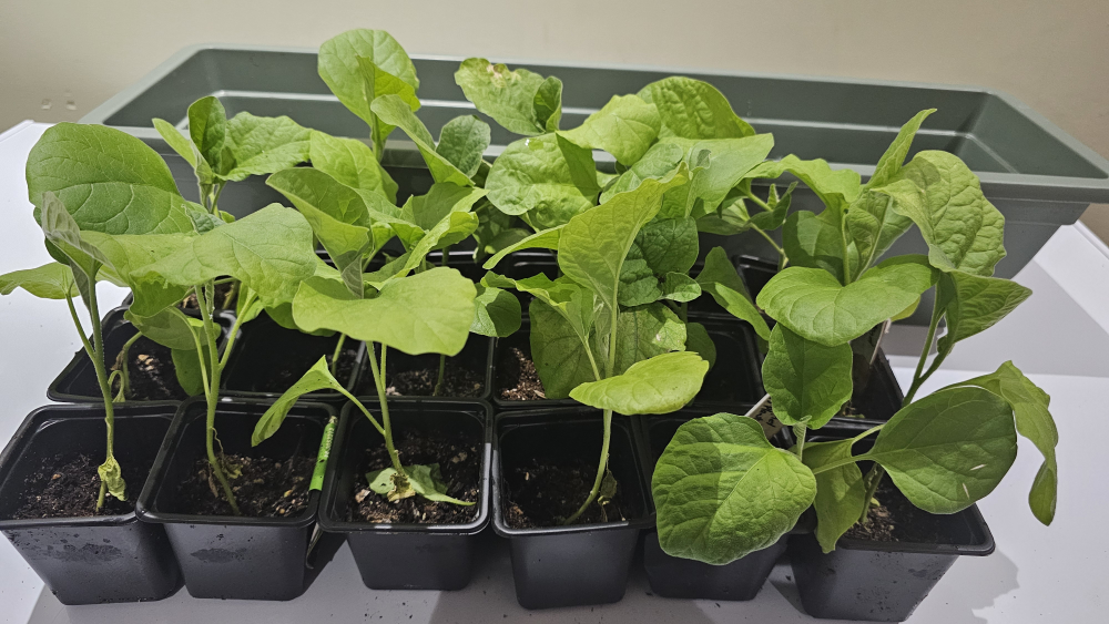 Diamond Eggplant Seedlings - photo 3