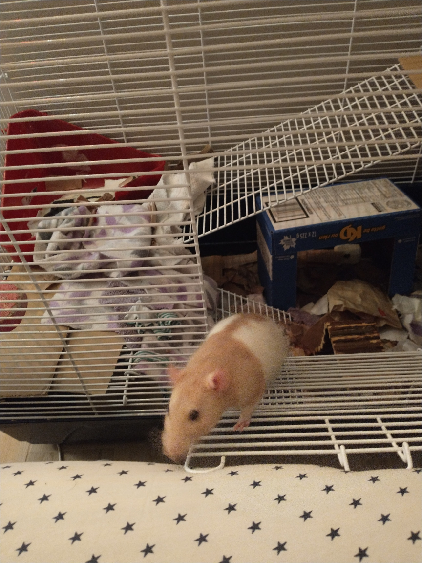 Small Animal Cage - photo 4