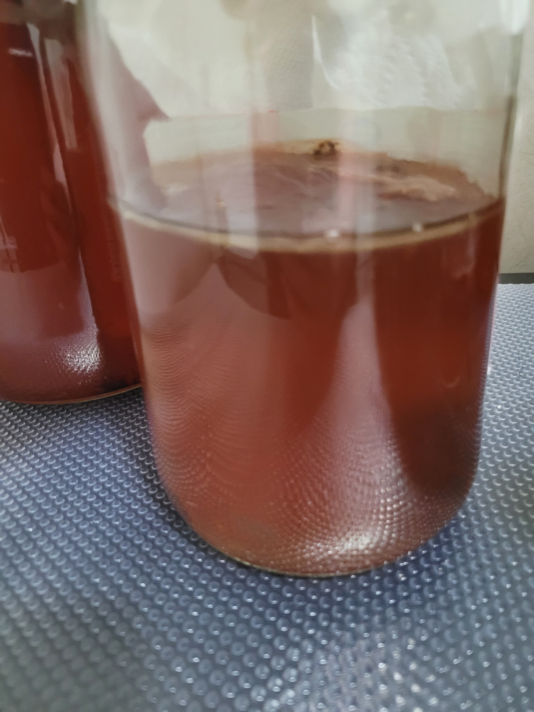 Homemade Kombucha SCOBY & Tea