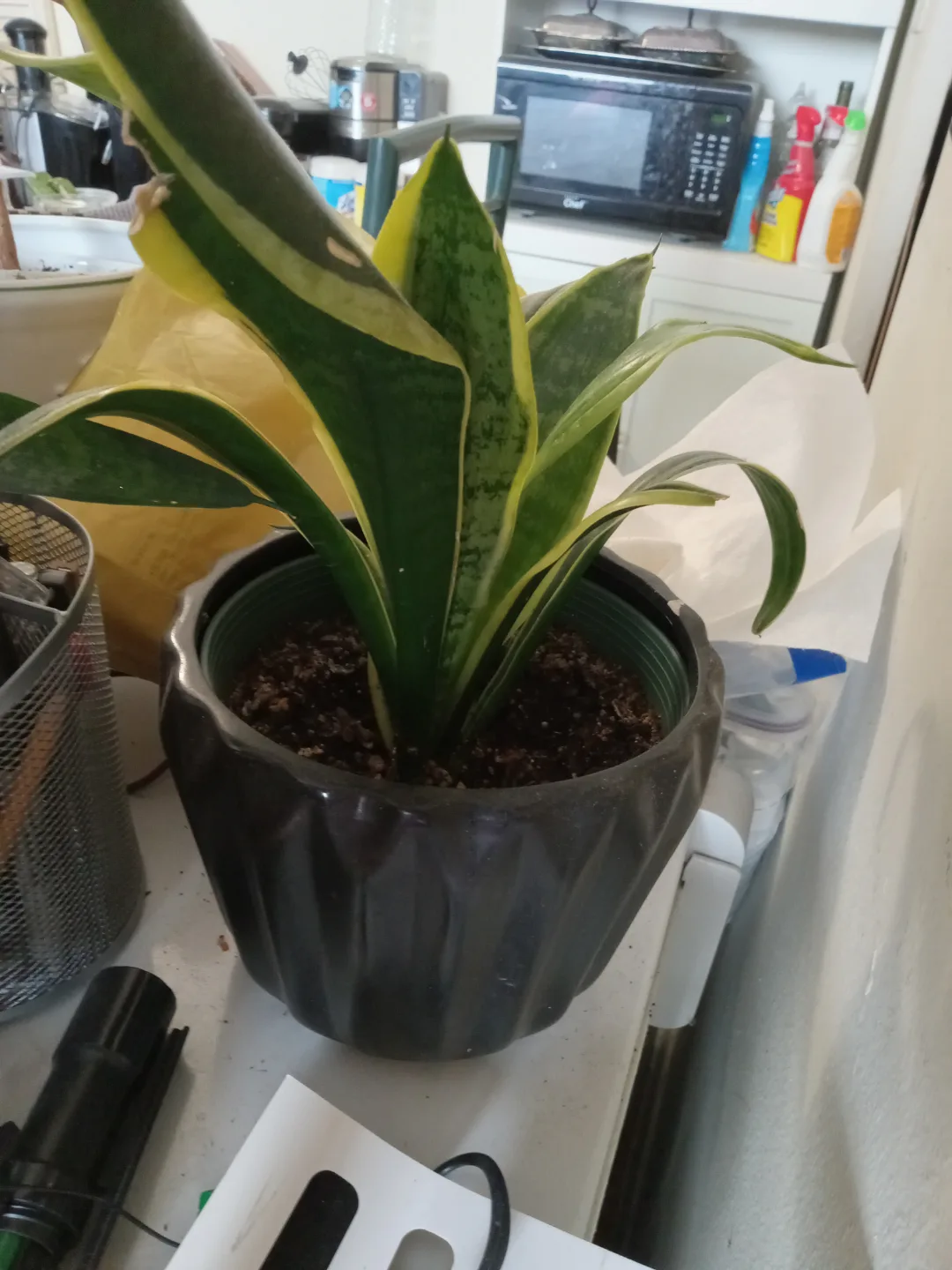 Snake Plant in Pot💚 thumbnail