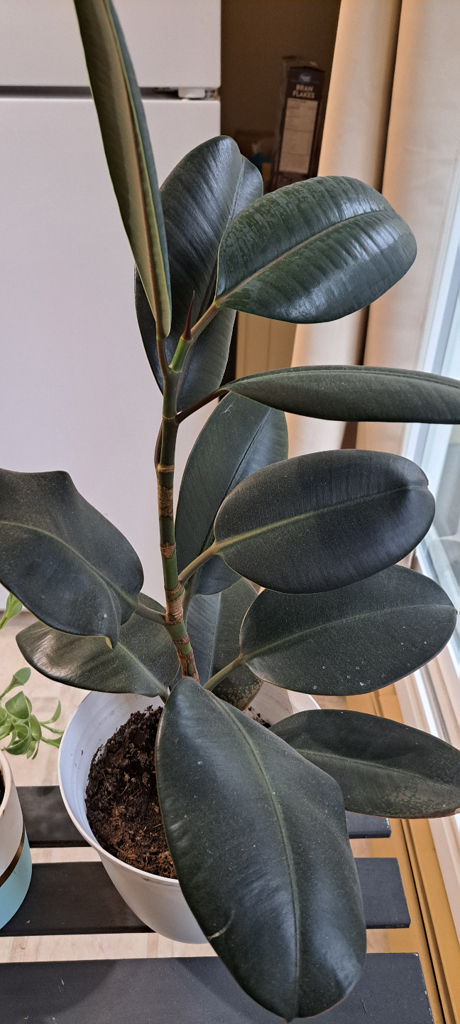 Rubber Plant