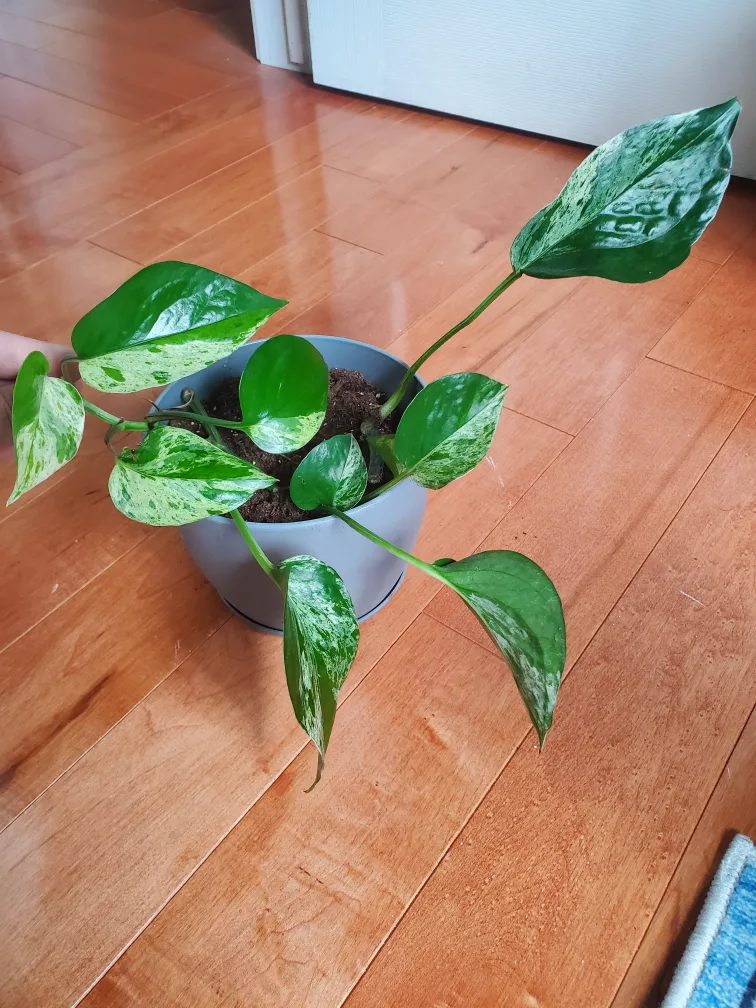 Marble Queen Pothos Houseplant thumbnail