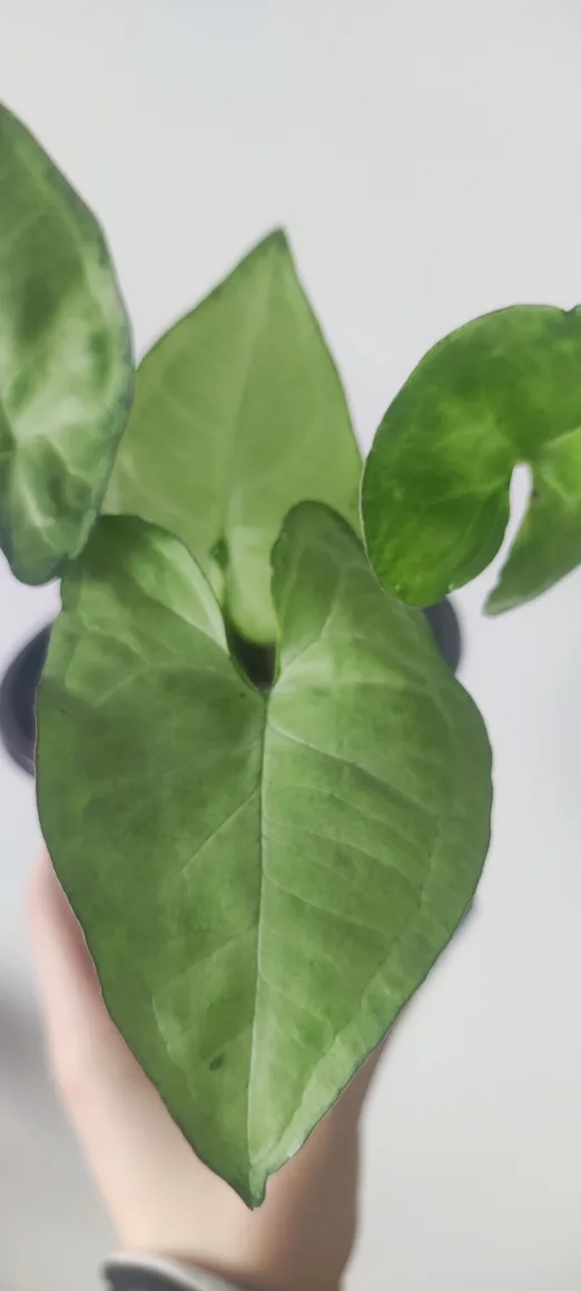 Syngonium Green Gold thumbnail