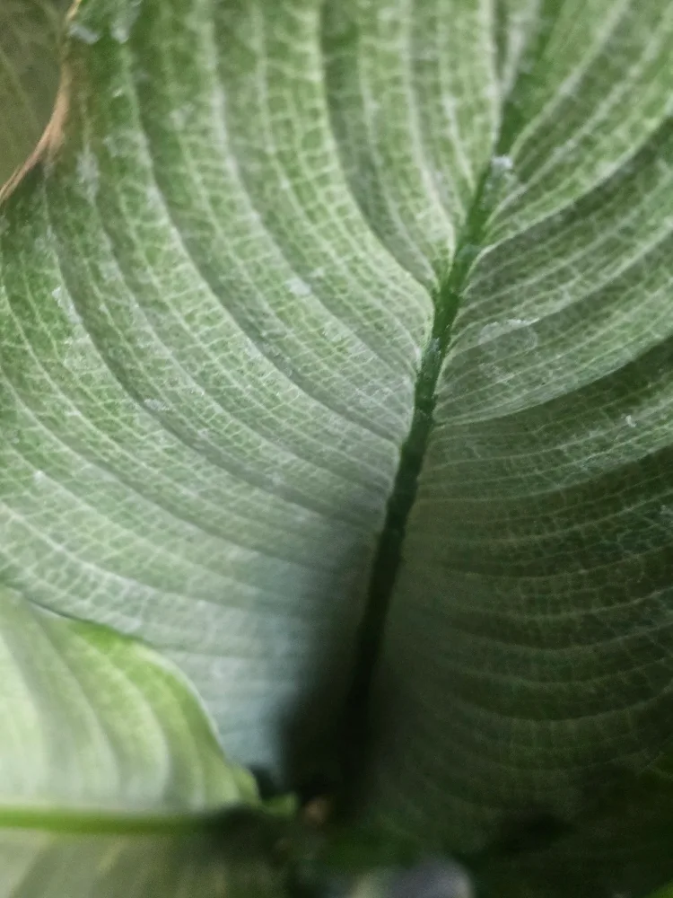 large silver peace lily 7"pot image indicator(6)