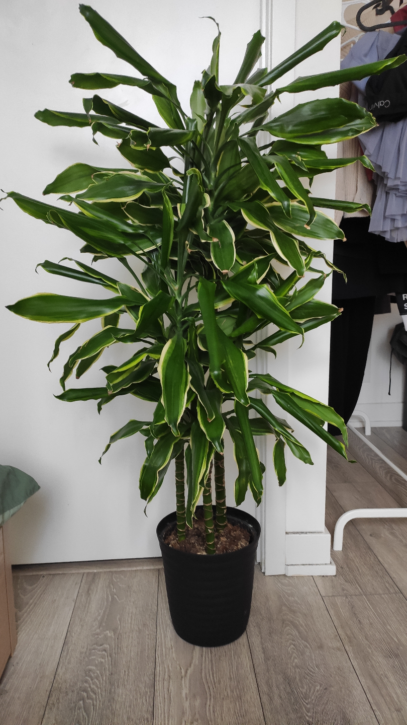 Three Large Corn Plants (Dracaena Marginata)