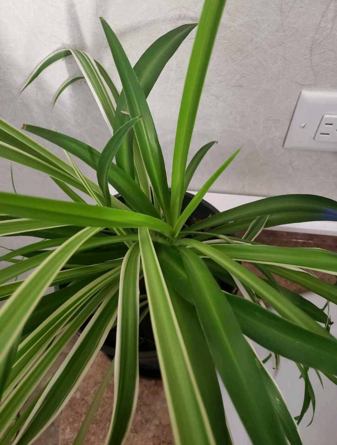 Spider Plant Seedlings