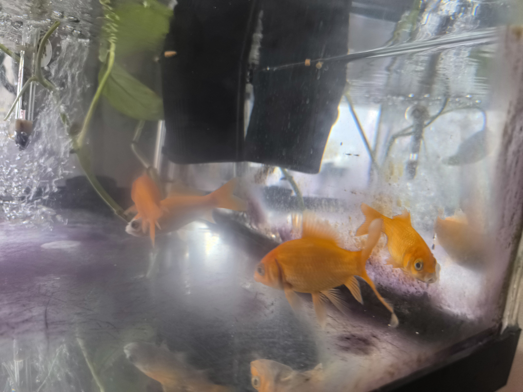 four Orange Goldfish