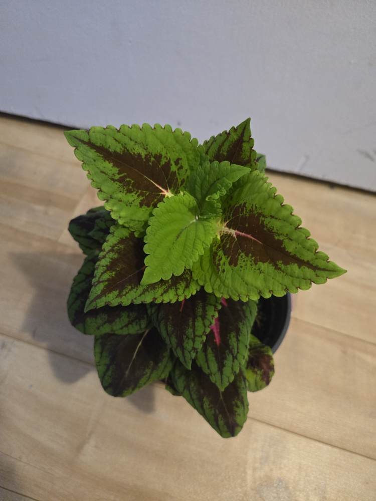 Coleus plant in purple pot