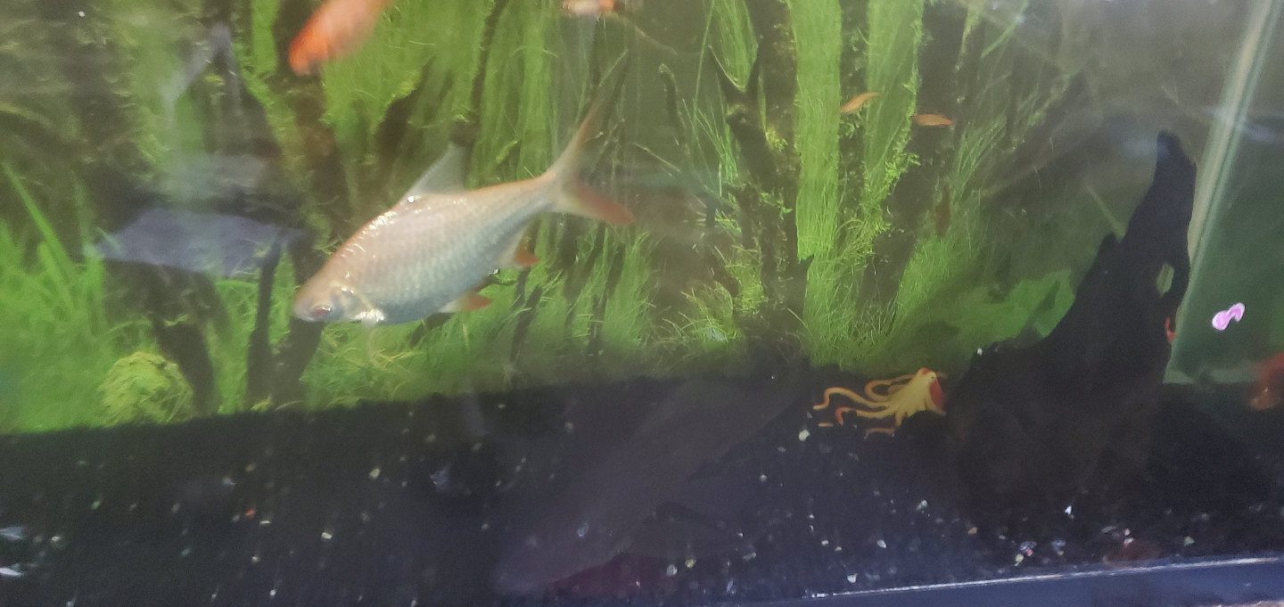 Large Aquarium Tank with Fish - photo 3