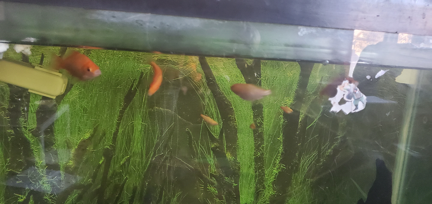 Large Aquarium Tank with Fish - photo 5