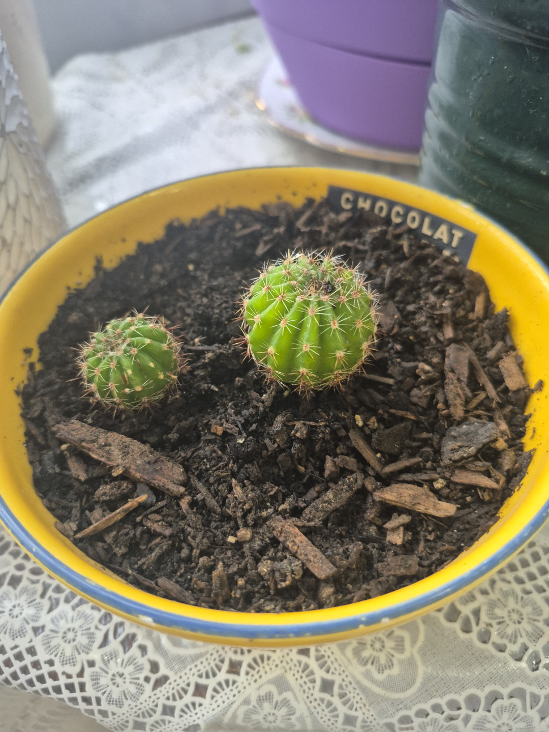 Two small cacti in yellow pot