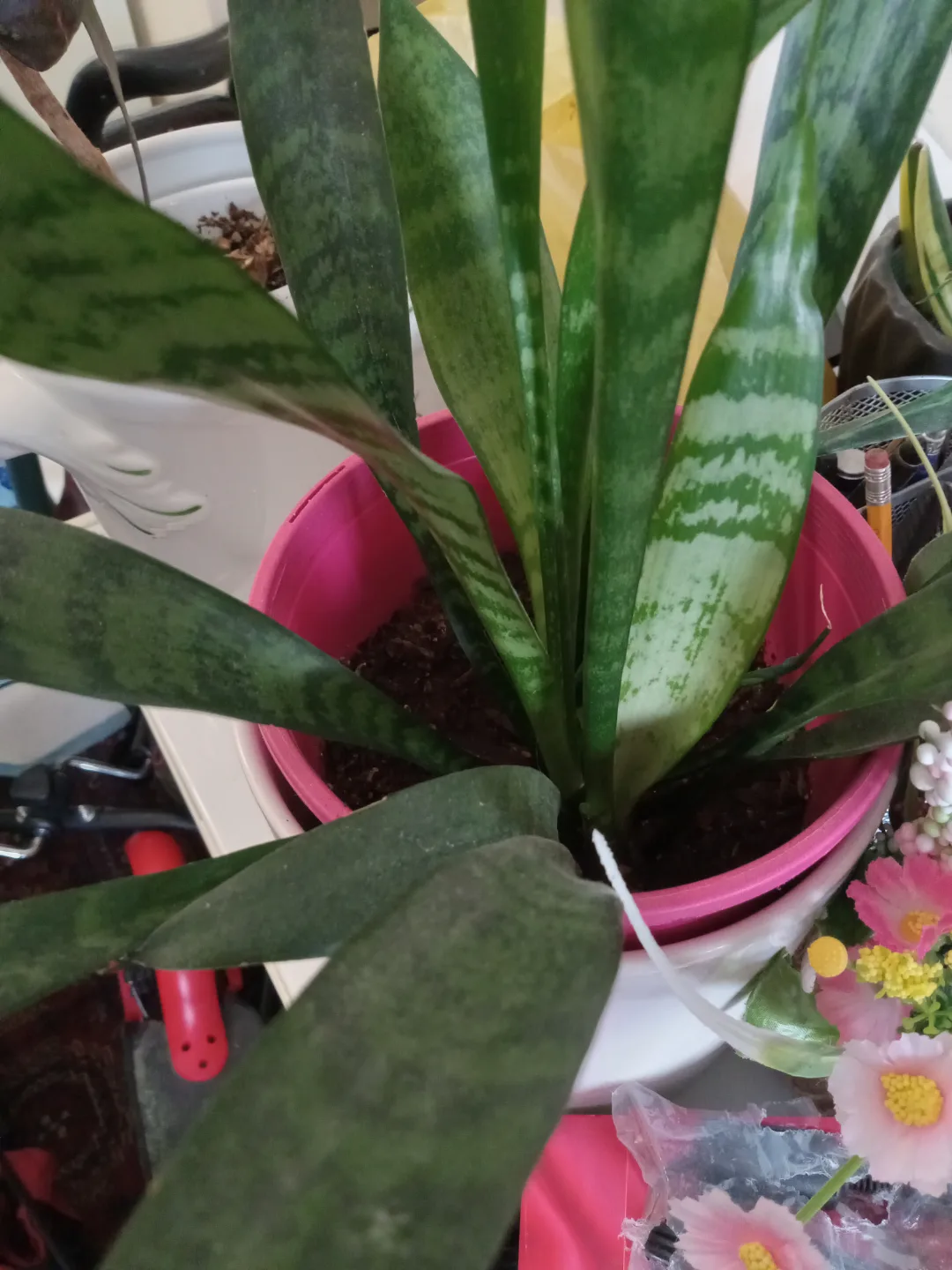 Snake Plant in Pink Pot💚 thumbnail