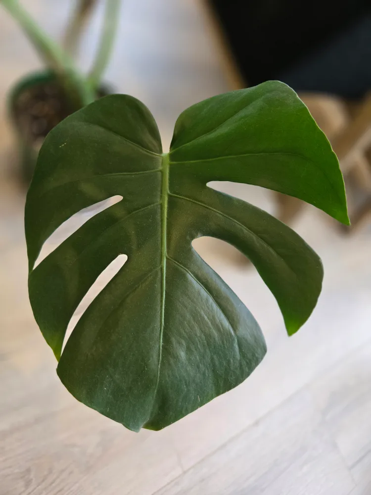 💚 Monstera deliciosa plant image indicator(6)