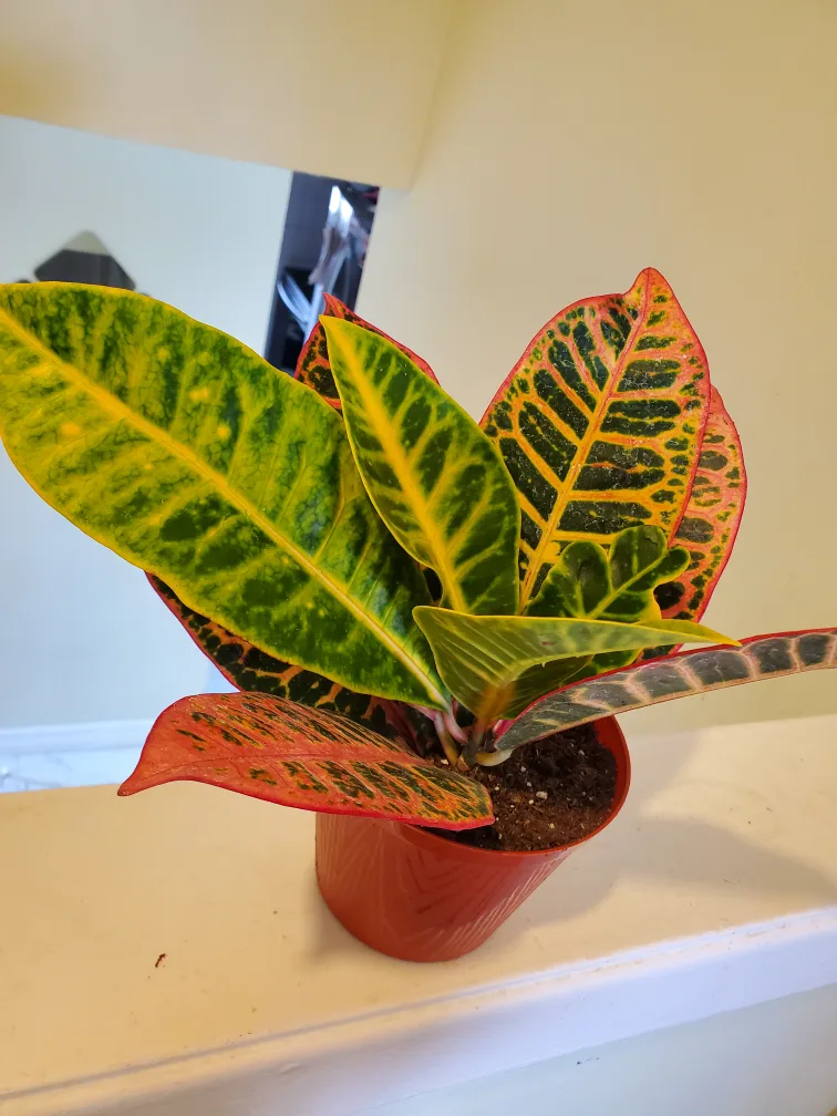 Croton Plant in Pot thumbnail