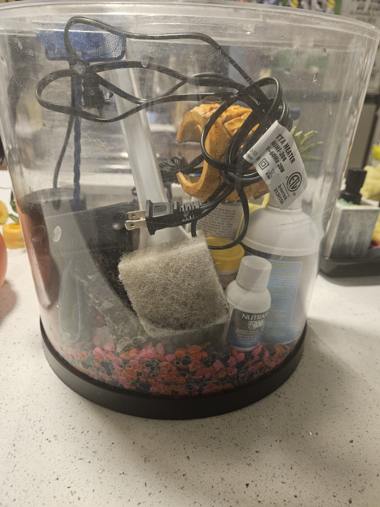 3 gallon fish tank starter kit