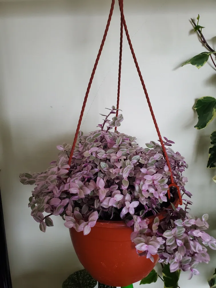 Purple Heart Hanging Plant thumbnail