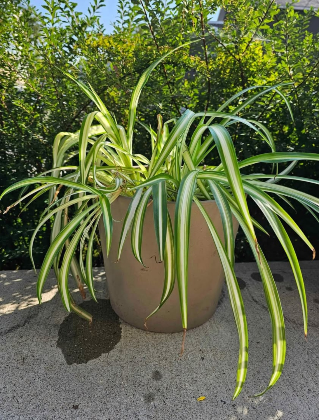 Spider Plant in Cray Pot