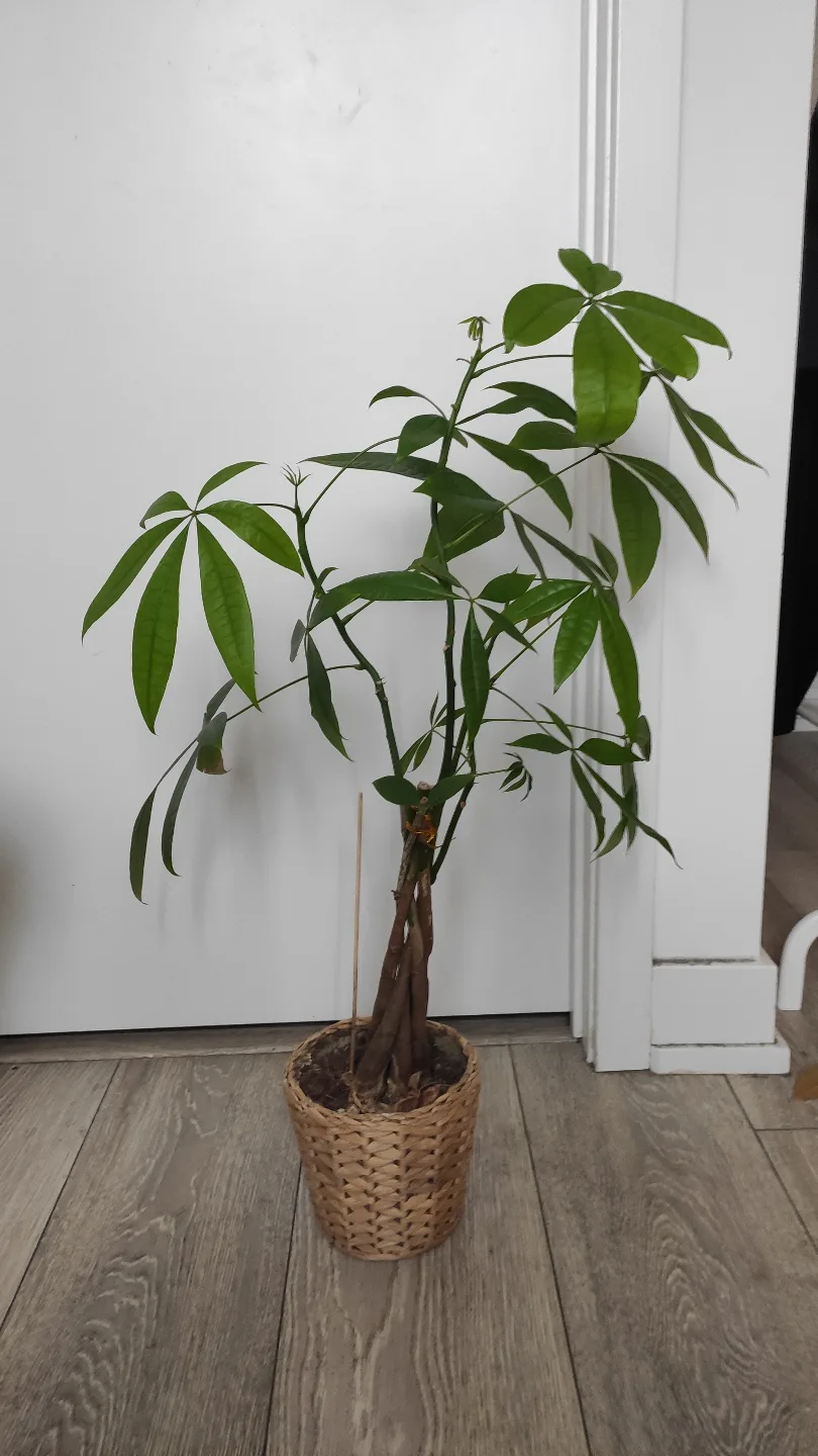 Healthy Money Tree Plant in Woven Basket thumbnail