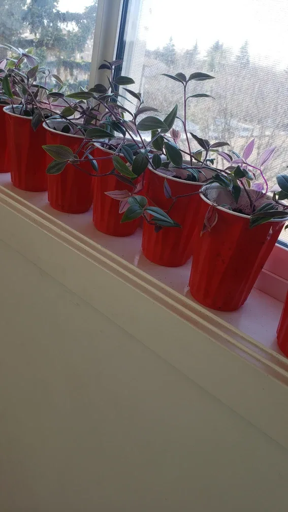 Assorted Propagated Plants thumbnail