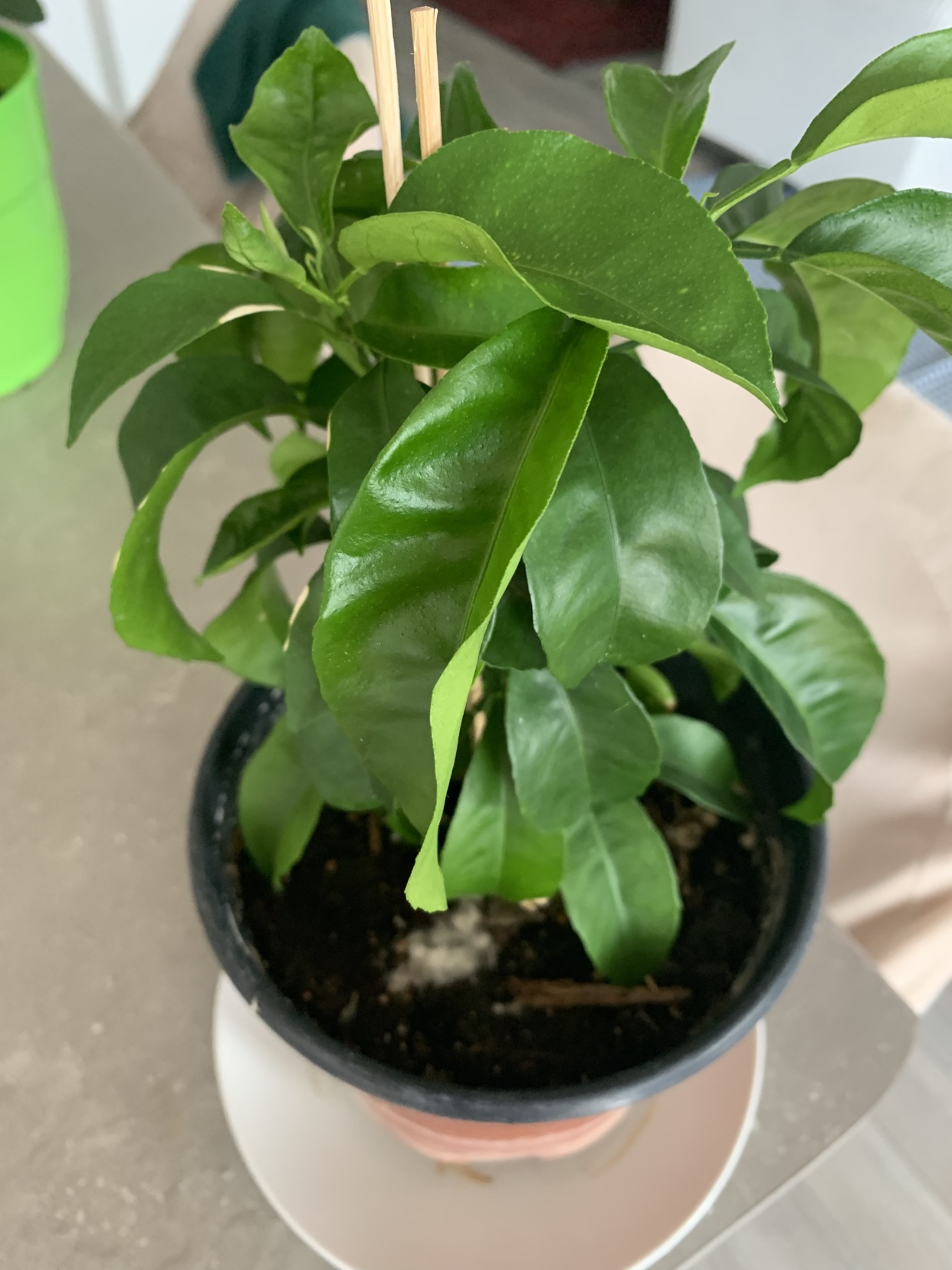 Orange tree - photo 3
