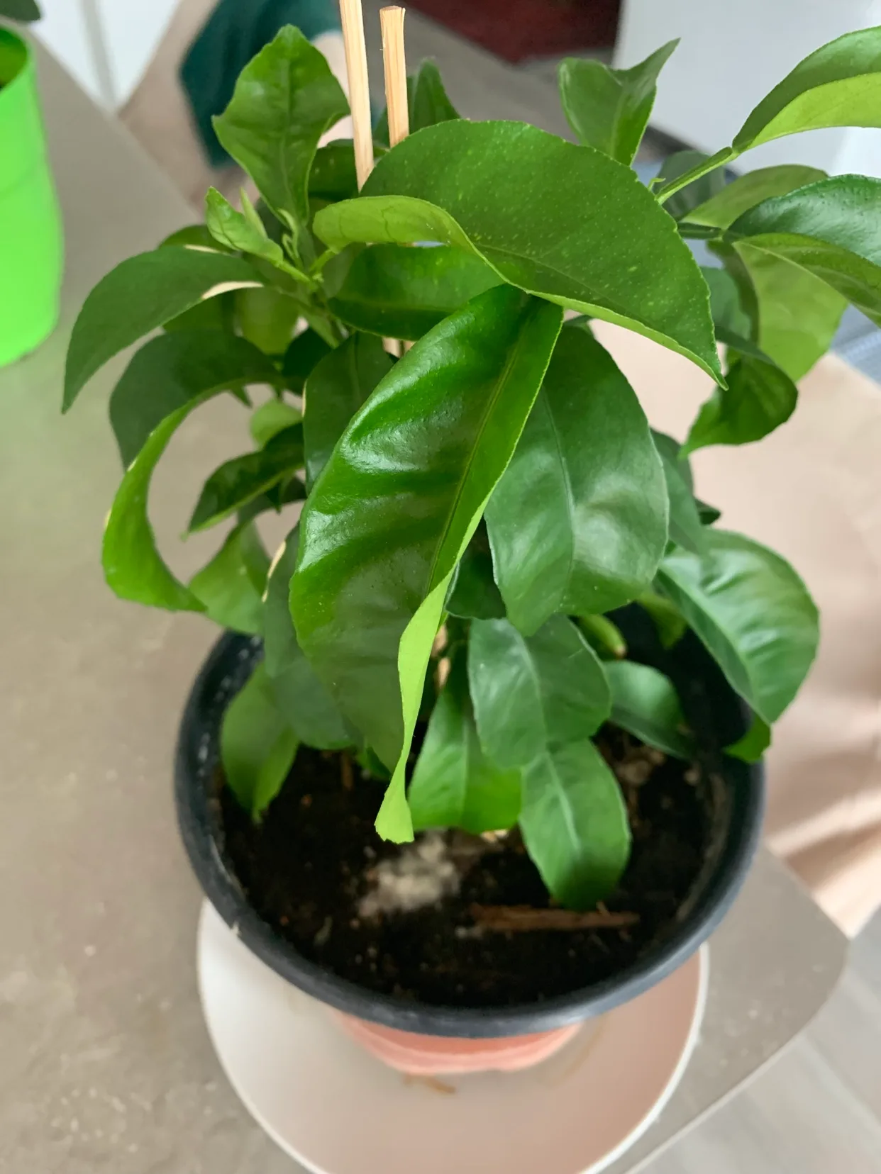 Orange tree image indicator(3)