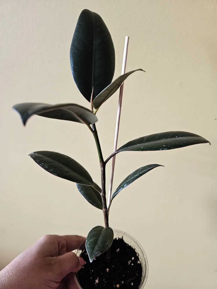 Rubber Plant in Pot thumbnail