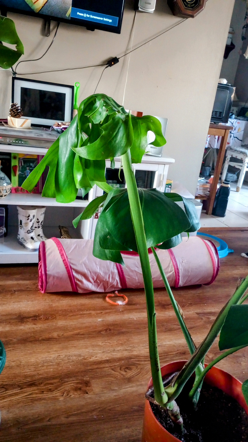 MONSTERA LIVE PLANTS - photo 4