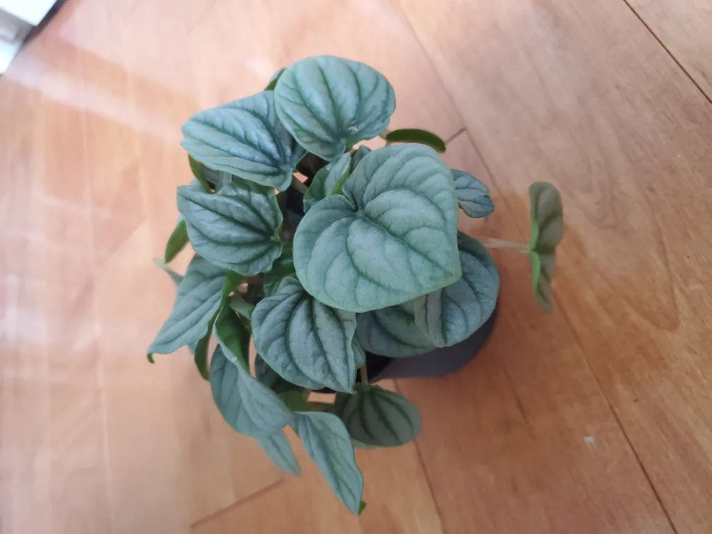 Silver Peperomia Plant thumbnail
