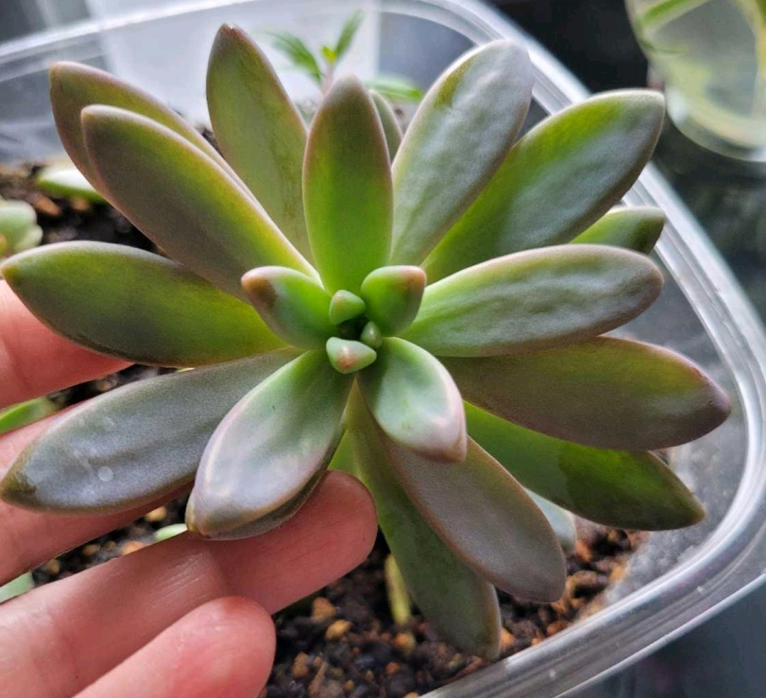 Succulent cuttings for sale