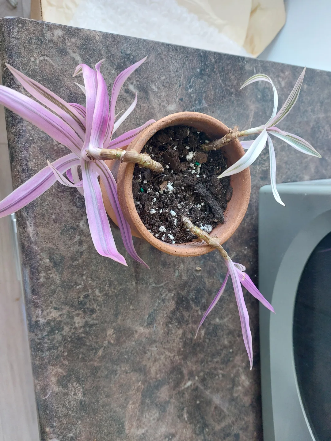 Tradescantia Rhoeo cuttings image indicator(2)