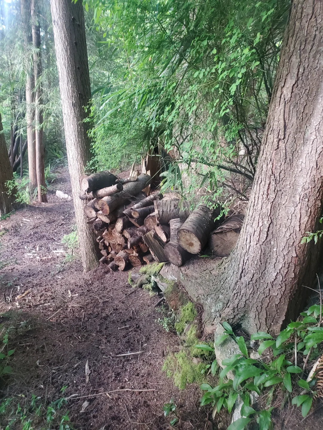 Firewood Bundle - Ready for your Fireplace! thumbnail